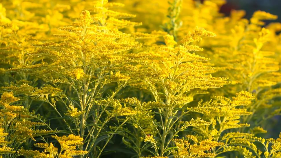 Bu ot cilt lekelerini siliyor: Sivilceleri kurutuyor