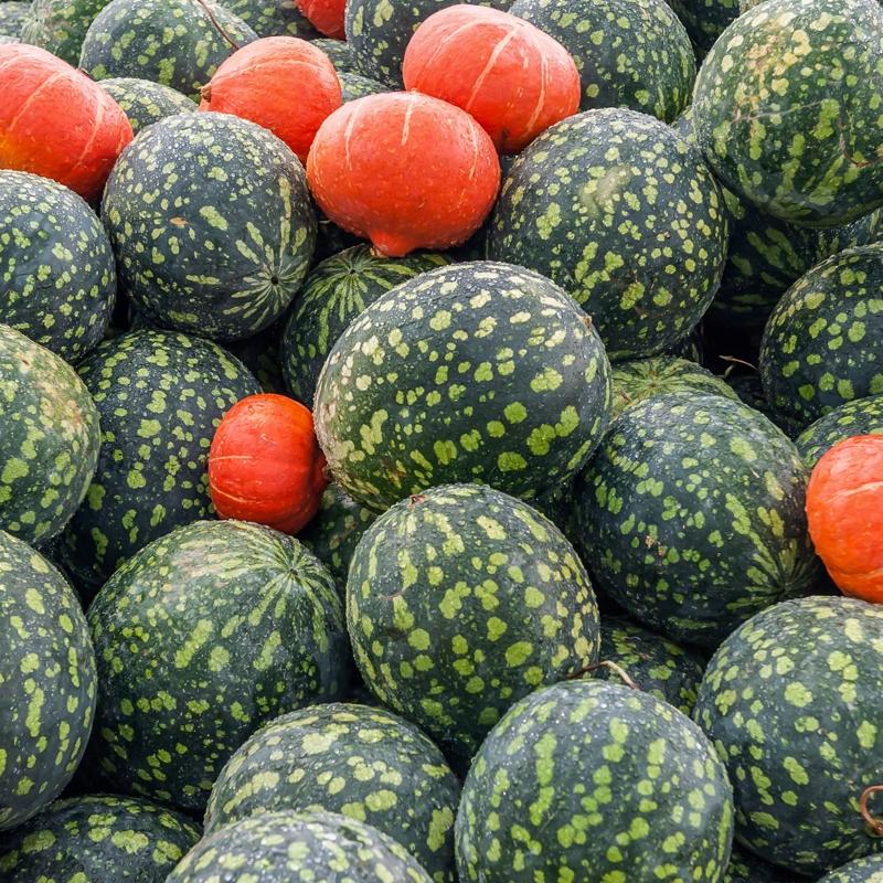 Karpuzdaki o �atlaklar bakteri sinyali... ��te detaylar