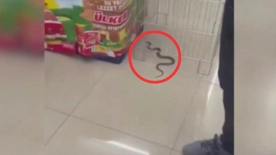 Market reyonunda yılan paniği! Vatandaşlar "oyuncak" sandı