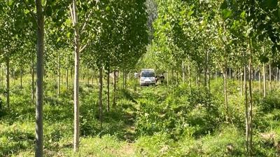 Kastamonu'da kavaklık alanda bir kişi ölü bulundu