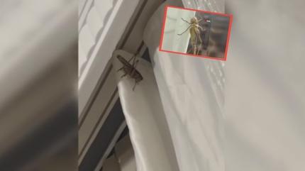 �stanbul'da hareketli dakikalar! Dev �ekirgeler evleri bast�