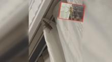 �stanbul'da hareketli dakikalar! Dev �ekirgeler evleri bast�