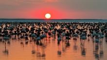 Tuz G�l�'nde son 5 y�l�n en y�ksek flamingo yavrusu say�s�na ula��ld�