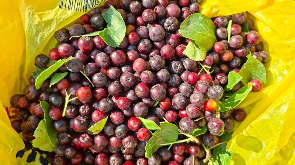 Kalbin ilacı süper meyve! Şifası renginde damarları açıyor
