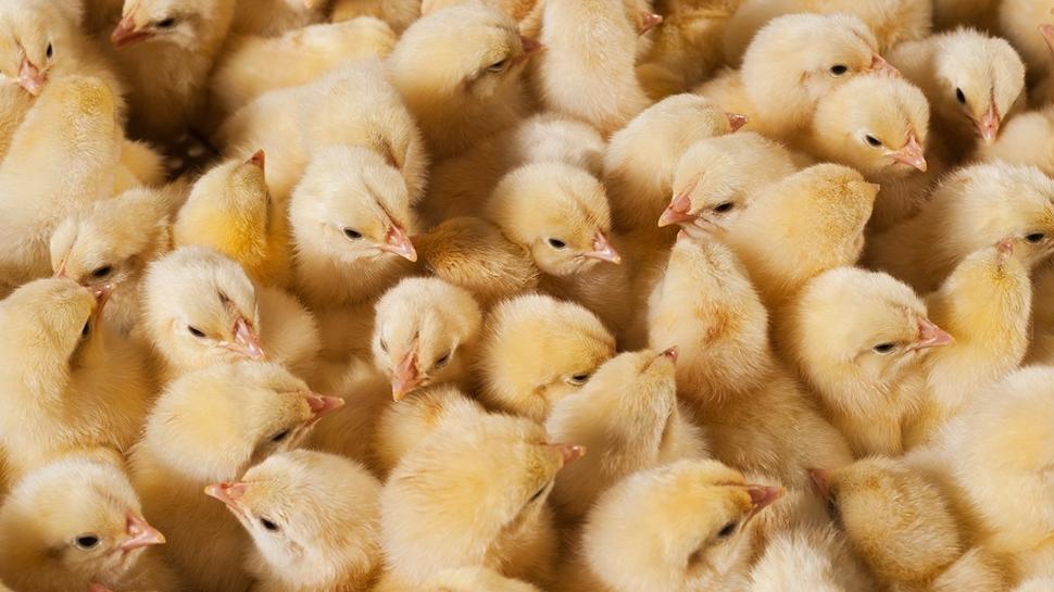 Zeka testi: Civcivlerin arasındaki saklı kelebek nerede? 500 kişiden 15'i 10 saniyede buldu