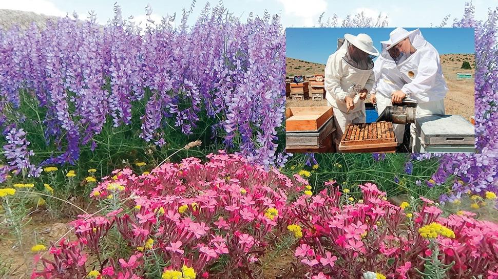 2 bin rakımda bal sağımına başlandı