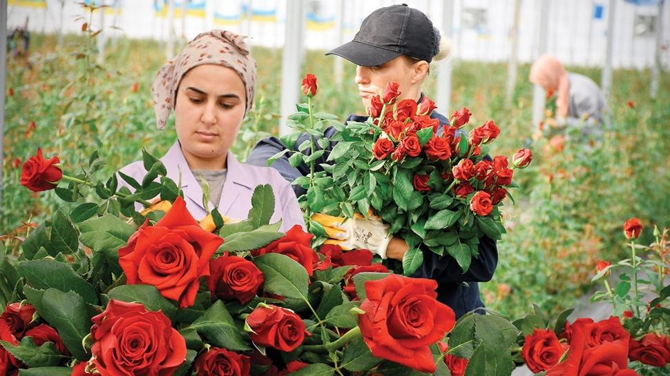 Devlet destekli serada 2 milyon gül üretilecek