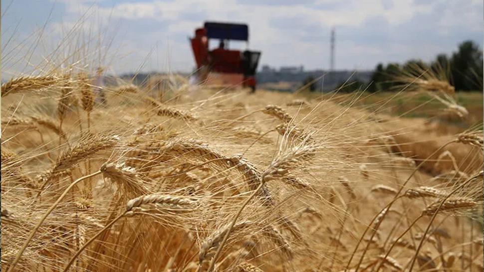 TMO'dan buğday açıklaması: İhracat için izin verildi