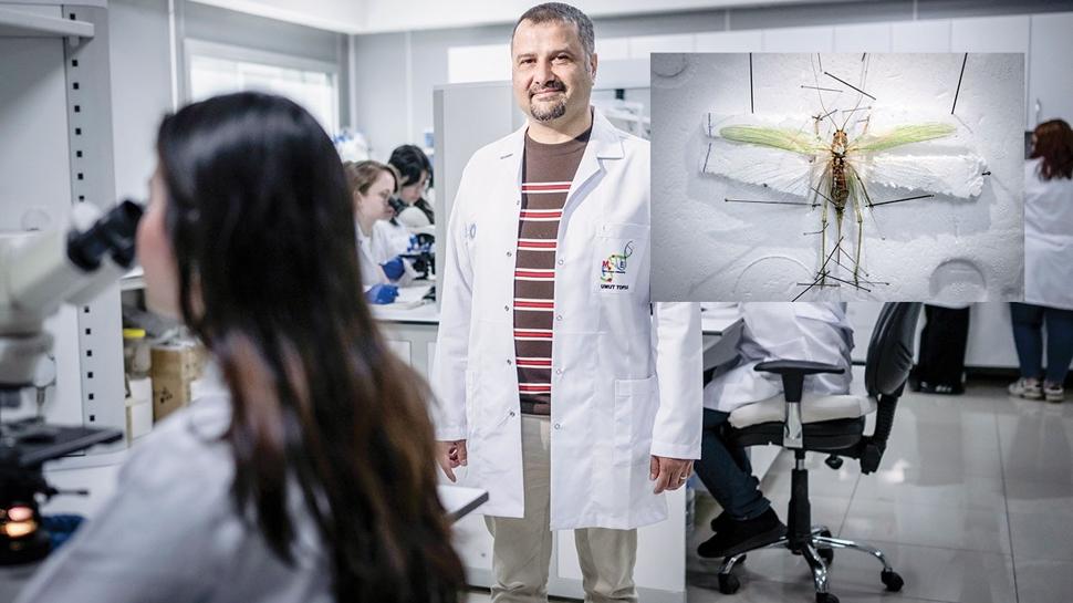 Uzmanı İstanbul ve çevre illerde görülen çekirgeleri değerlendirdi