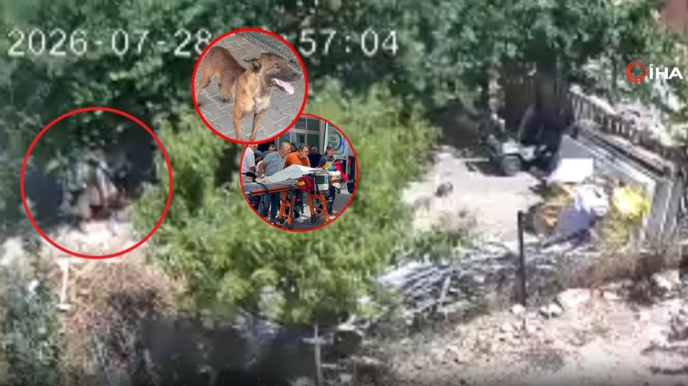 Sahibinden kaçan köpek dehşet saçtı! 3 yaşındaki çocuk ağır yaralandı