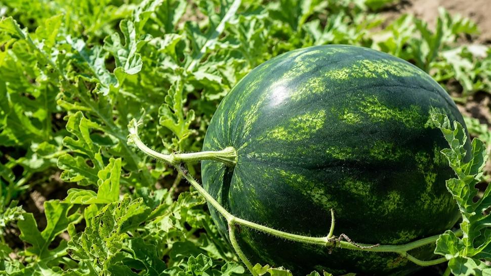 Karpuz seçmenin püf noktası meğer buymuş! Kabuğundaki o renk her şeyi gösteriyor