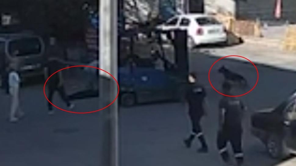 Tasmasız köpek dehşeti! 15 yaşındaki Berat'ın ölümü güvenlik kamerasında