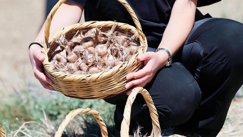 Safran soğanları toprakla buluştu