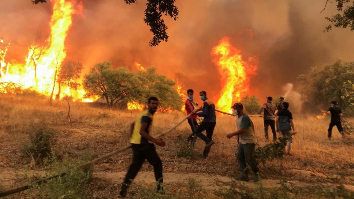 Cezayir'de orman yangınlarına sert önlem: Kundakçılara idam geliyor