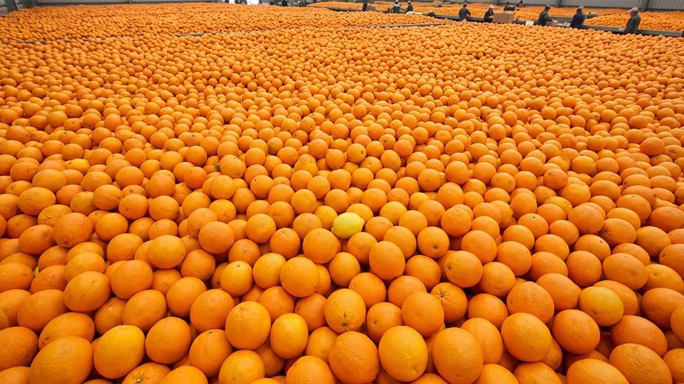 Görsel zeka testi: Portakalların arasına gizlenmiş 2. Limon nerede? 15 saniyede bulanlar...
