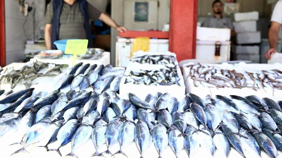 Tezgahlarda palamut bolluğu