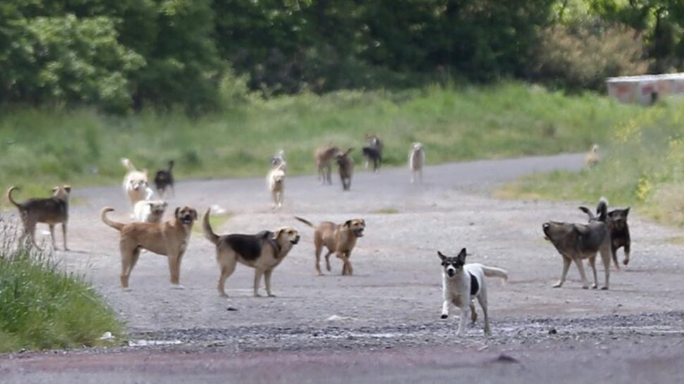 81 ilde sokak köpeği denetimi... Müfettişler gezip rapor hazırlayacak