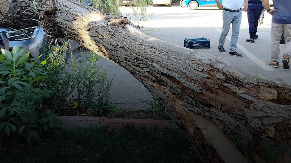 Fırtına ağacı kökünden söktü: Elazığ'da söğüt araçların üzerine devrildi