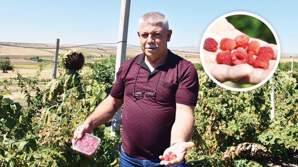 Ahududu ve böğürtlen alternatif gelir oldu