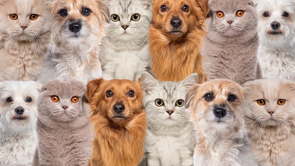 Zeka testi: Kedi ile köpeklerin arasındaki tek civciv nerede? 650 kişi çözmeyi denedi 17'si buldu