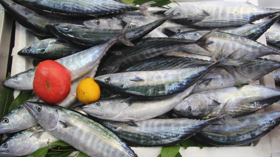 Palamut bolluğu tezgahlara yansıdı: 600 gram balık bakın ne kadar?