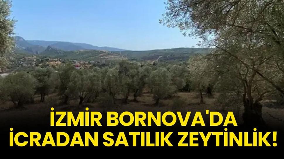 İzmir Bornova'da icradan satılık zeytinlik!