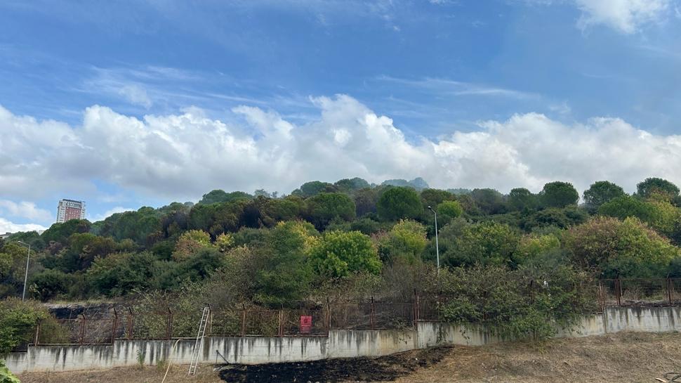 Maltepe ve Arnavutköy'de orman yangını