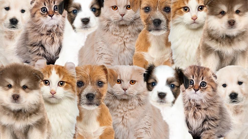 Zeka testi: Yavru kedi ile köpeklerin içindeki tek civciv nerede? 600 kişi çözmeyi denedi 15'i buldu