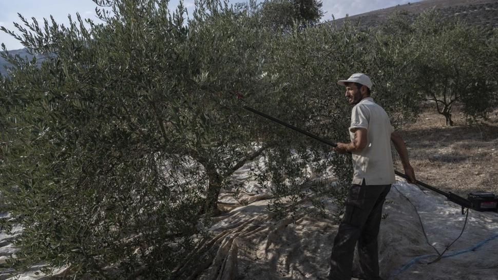 İsrail ordusuna Fransa'da savaş suçu şikâyeti: Lübnan'daki asırlık zeytin ağaçları söküldü
