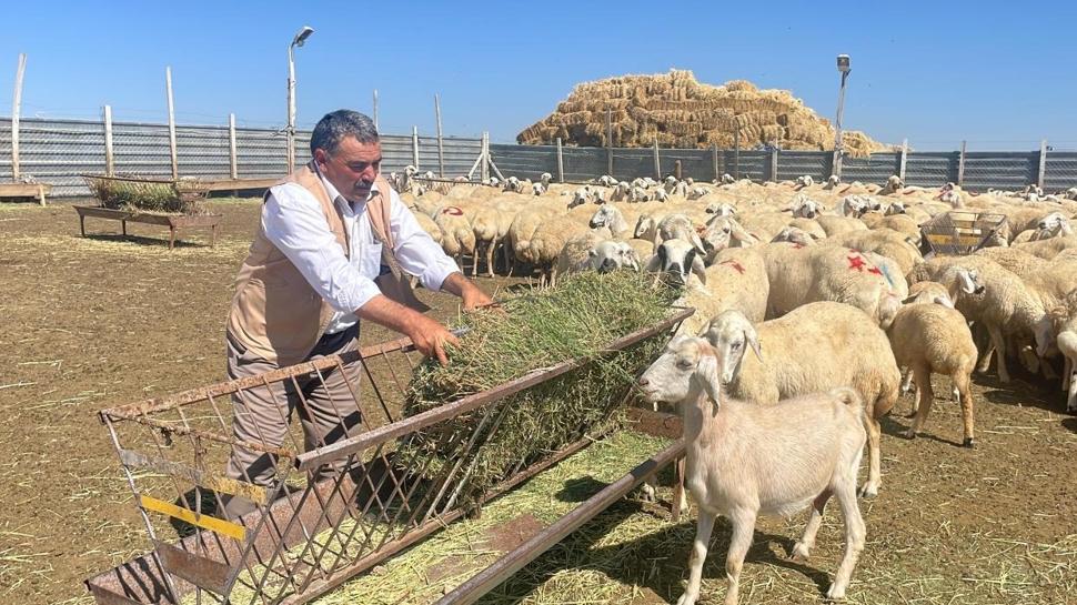 Küçükbaş üreticisine 25,7 milyon liralık destek