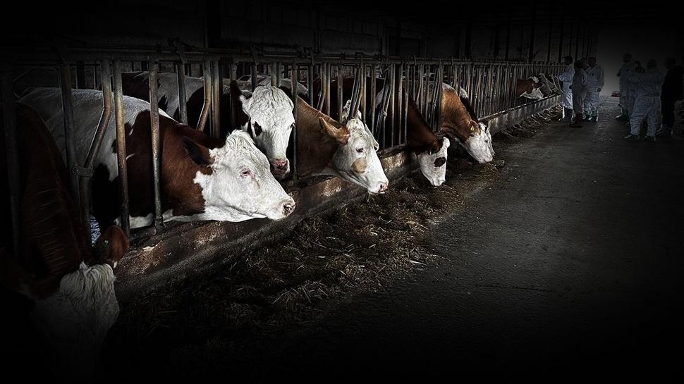 Çankırı'da şap alarmı: Hayvan pazarı geçici olarak kapatıldı