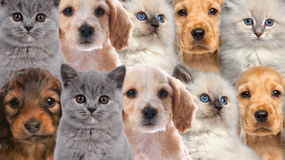 Zeka testi: Kedi ile köpeklerin içindeki tek yavru aslan nerede? 830 kişi denedi 17'si başarılı oldu
