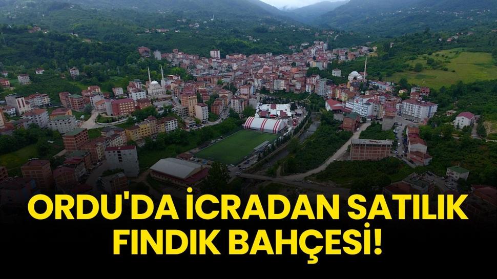 Ordu Kumru'da icradan satılık fındık bahçesi!