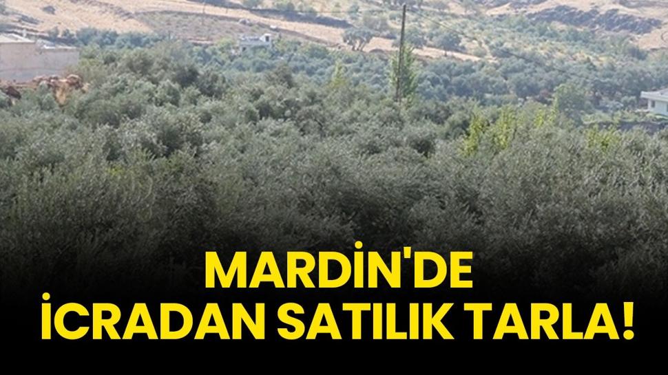 Mardin'de icradan satılık tarla!
