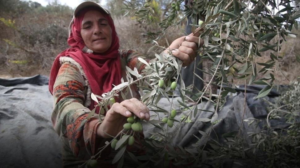 Batı Şeria'da Filistinli çiftçiler yabancı aktivistlerin desteğiyle tarlalarına döndü