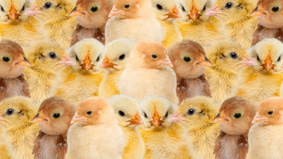 Zeka testi: Yavru kedi nerede? 872 kişiden 18'i buldu