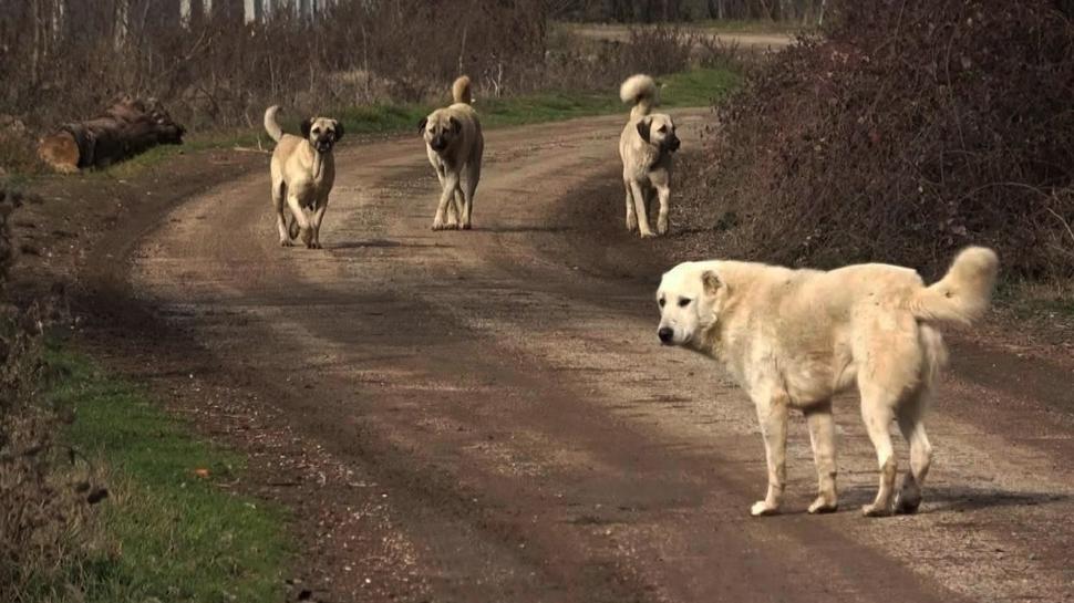 Sahipsiz sokak hayvanları düzenlemesinde yeni gelişme: Tüm illerde hedeflenen barınak sayıları tamamlandı