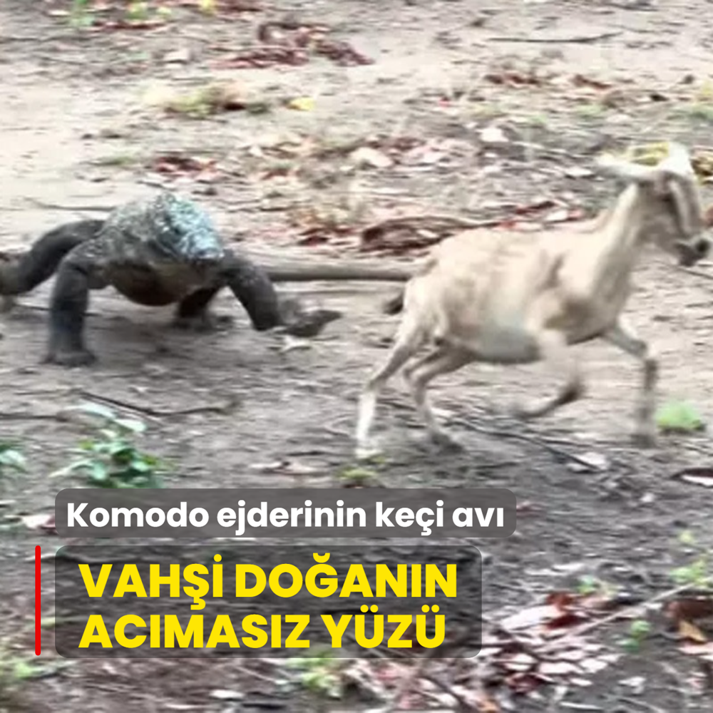 Komodo ejderinin kei av! Vahi doann acmasz yz