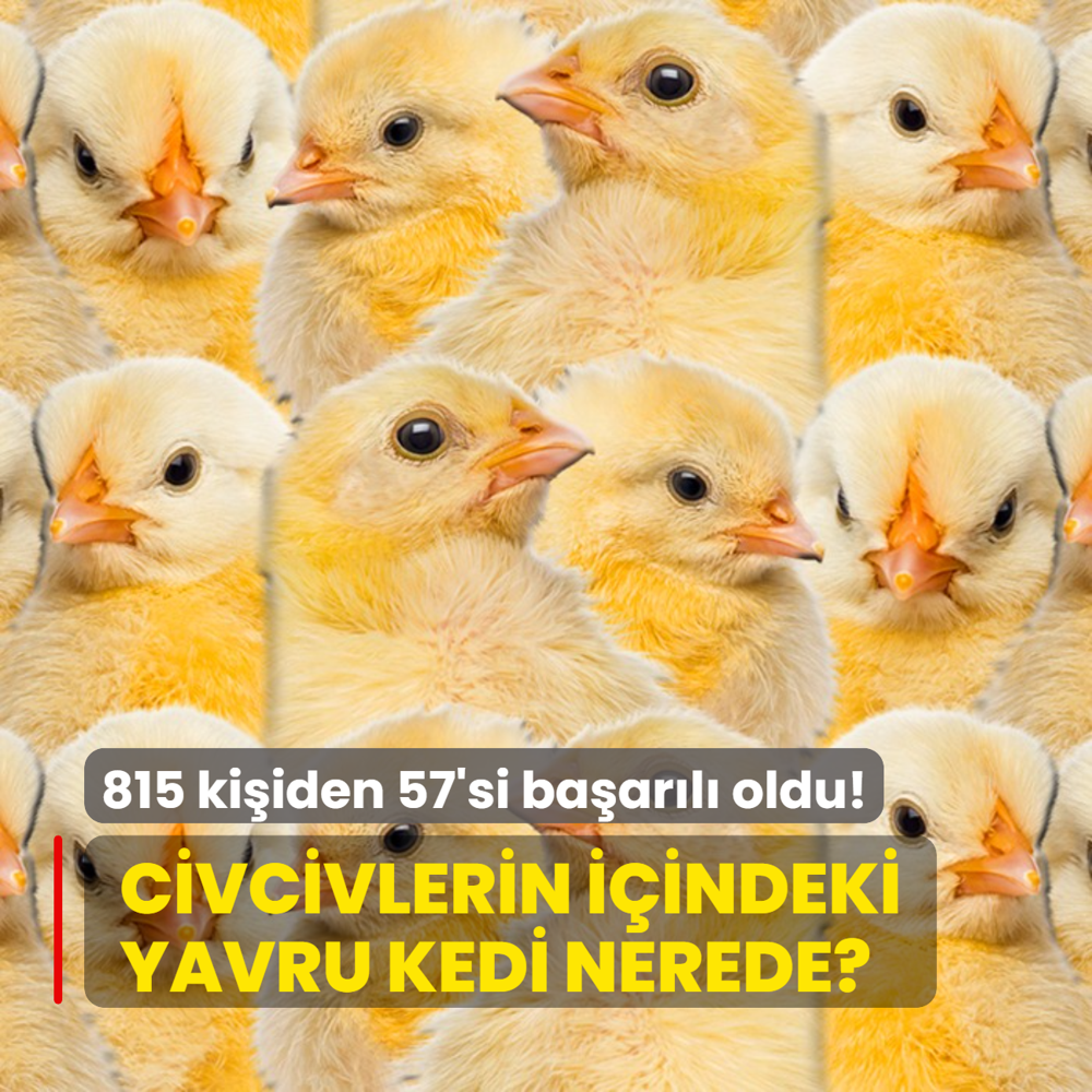 Zeka testi: Civcivlerin iinde bulunan yavru kedi nerede? 815 kiiden 57'si baarl oldu