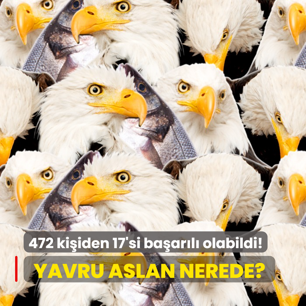 Zeka testi: Kartal ve balklarn iindeki yavru aslan nerede? 472 kiiden 17'si baarl olabildi