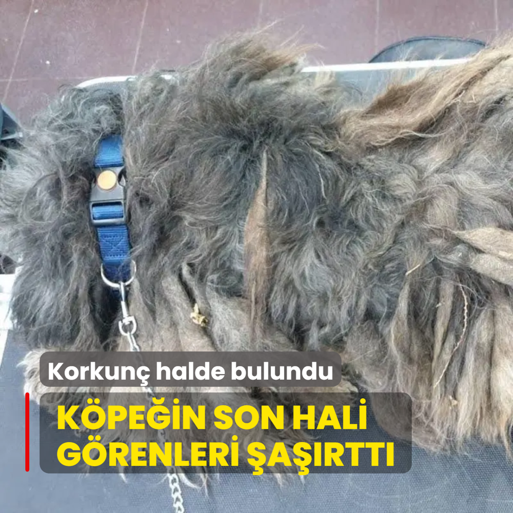 Korkun halde bulundu! Bakmsz kpein son hali grenleri artt