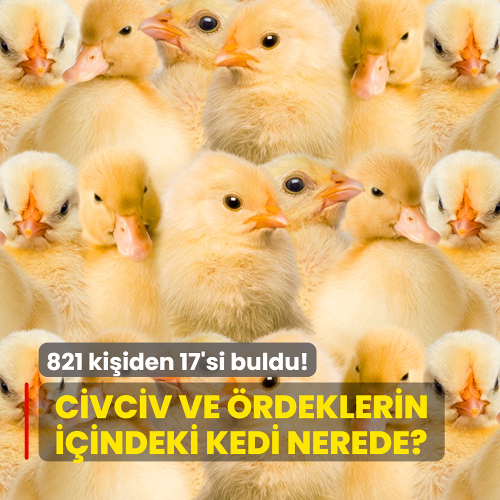 Zeka testi: Hem civciv hem de rdeklerin iindeki kedi nerede? 821 kiiden 17'si baarl oldu