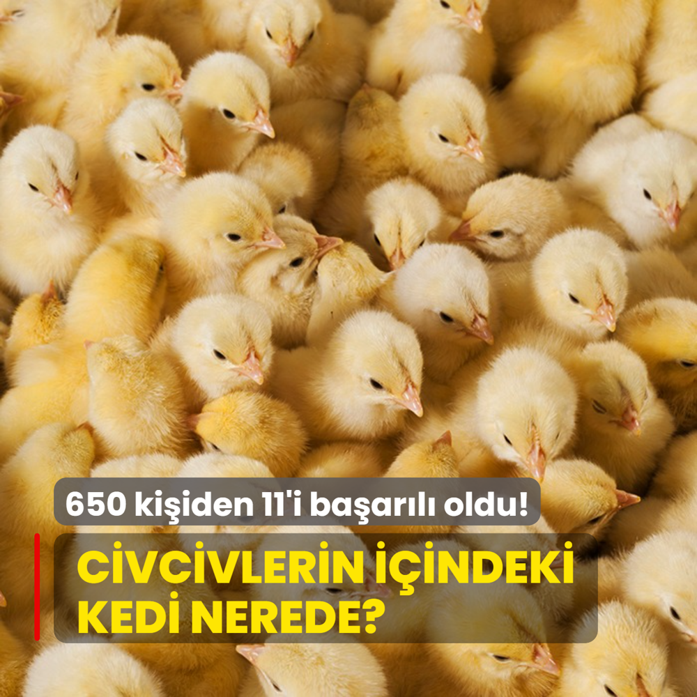 Zeka testi: Civcivlerin iindeki kedi nerede? 650 kiiden 11'i baarl oldu