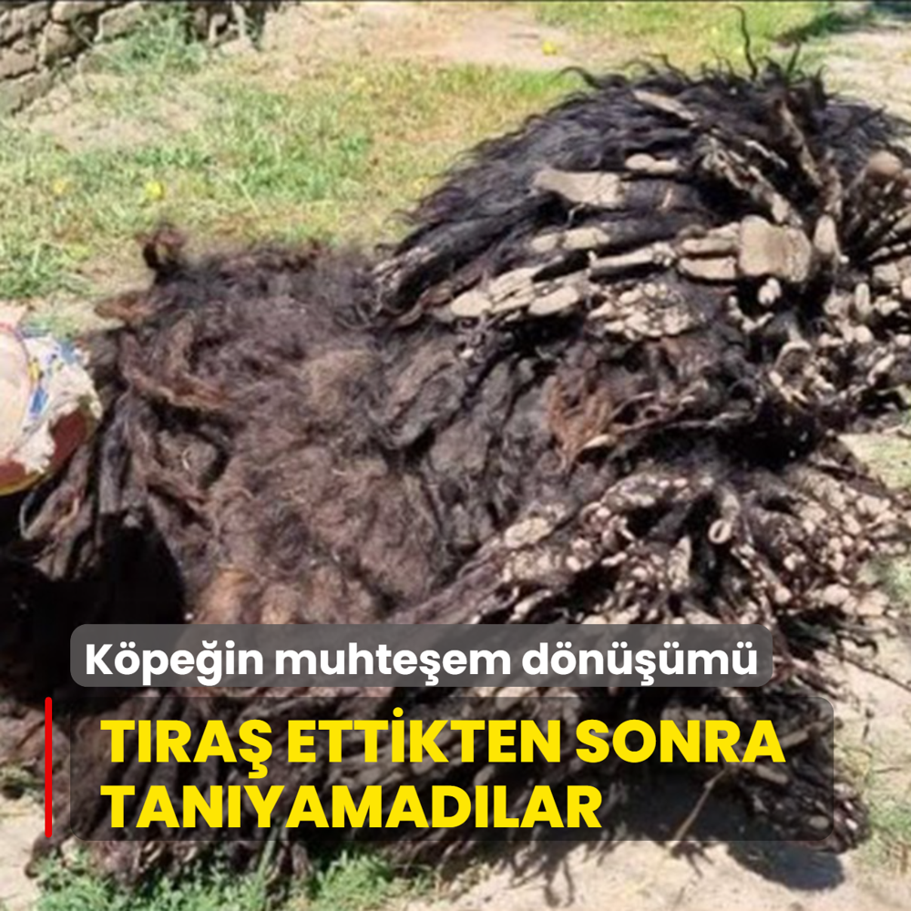 Tra ettikten sonra tanyamadlar! Sokak kpeinin muhteem dnm