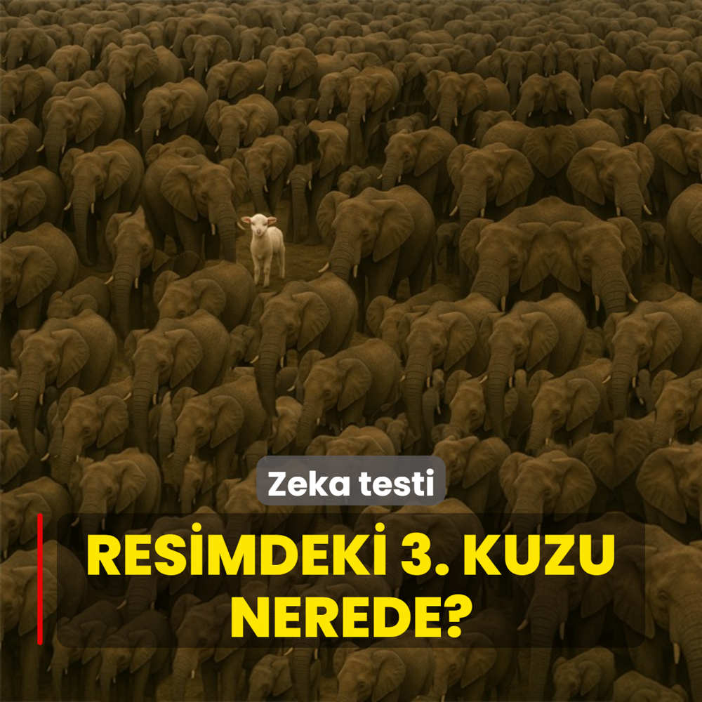 Zeka testi: Fillerin iindeki 3.kuzu nerede? 521 kiiden 19'u baarl oldu