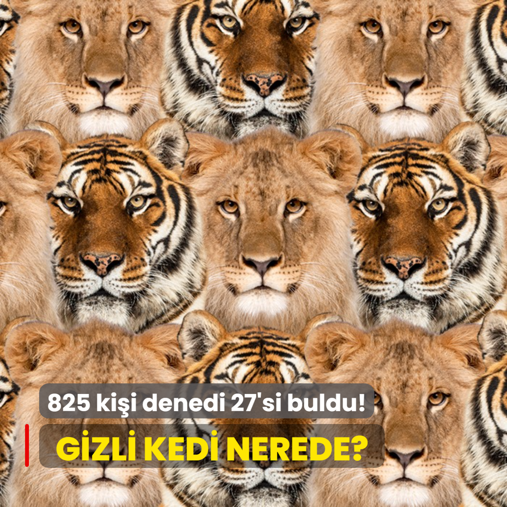 Zeka testi: Aslan ve kaplanlarn arasnda kalan kedi nerede? 825 kii denedi 27'si buldu