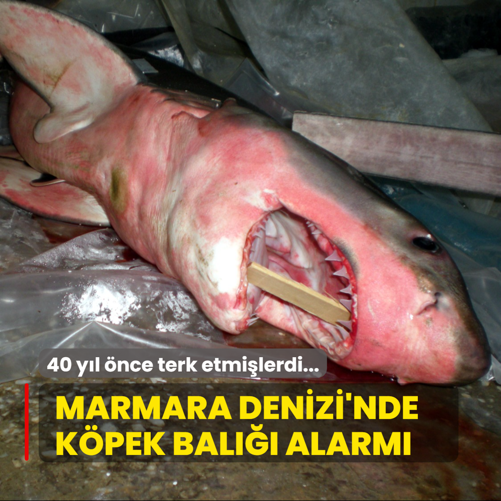 40 yl nce terk etmilerdi... Marmara Denizi'nde kpek bal alarm
