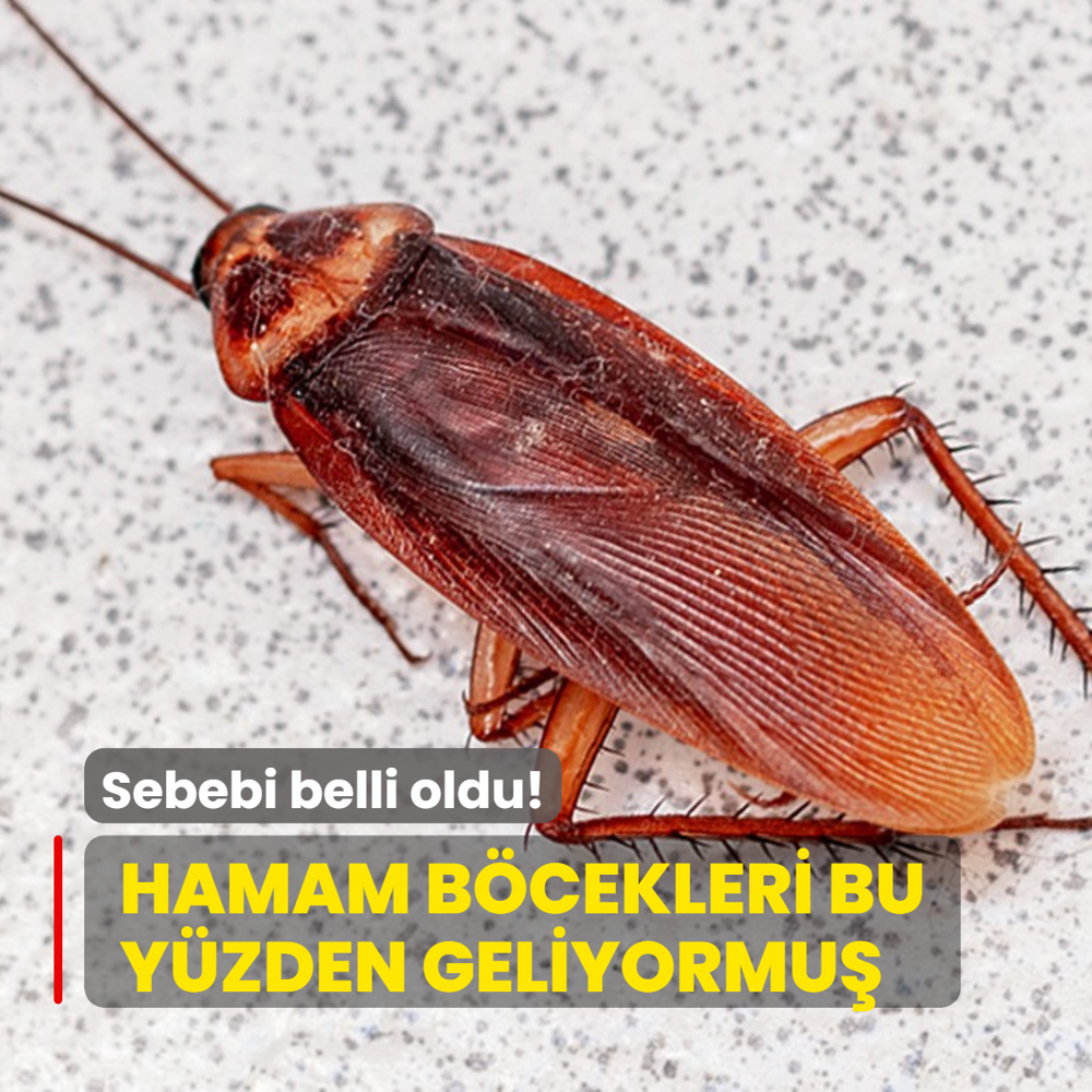 Sebebi belli oldu! Meer hamam bcekleri bu yzden evlere geliyormu