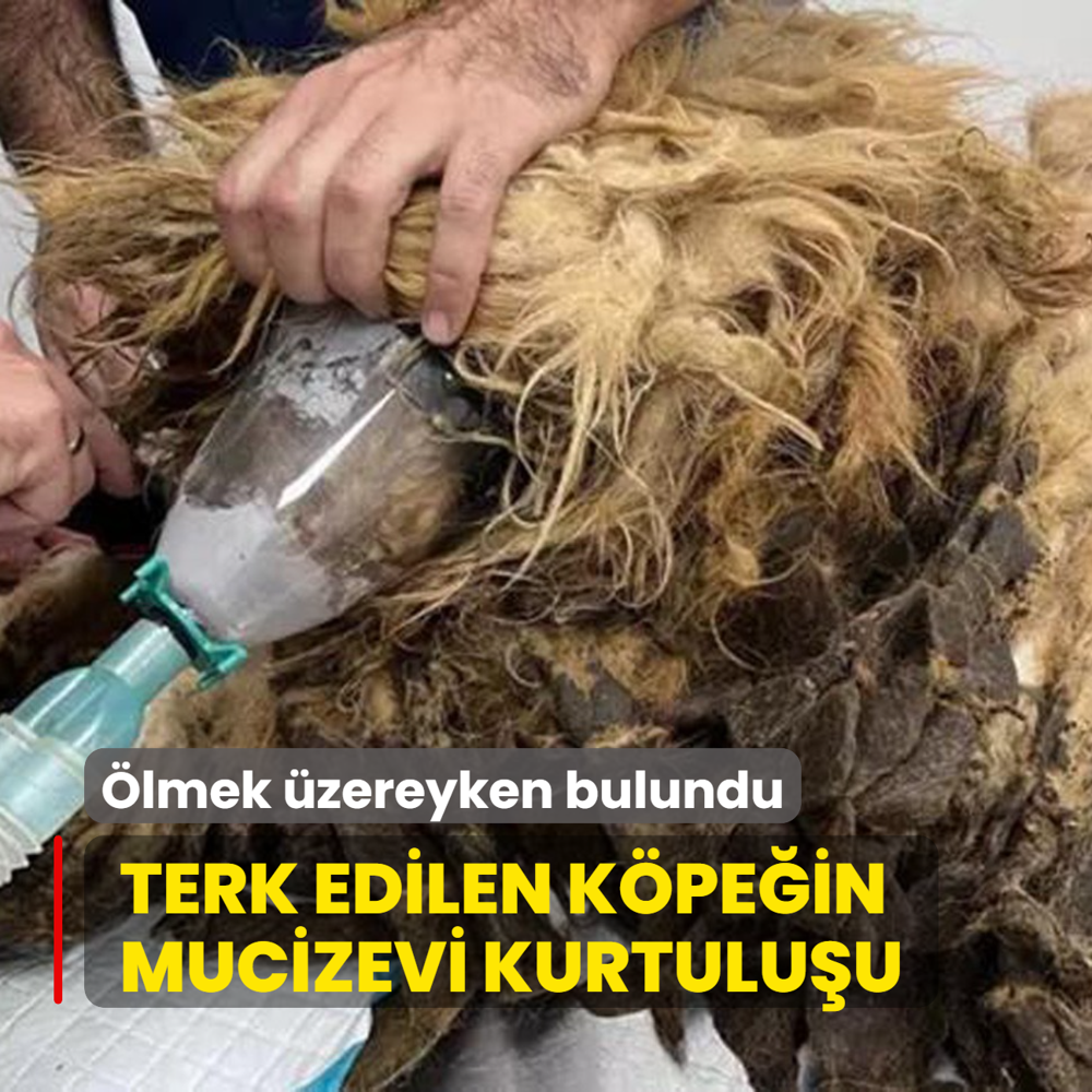 lmek zereyken bulundu! Terk edilen kpein mucizevi kurtuluu