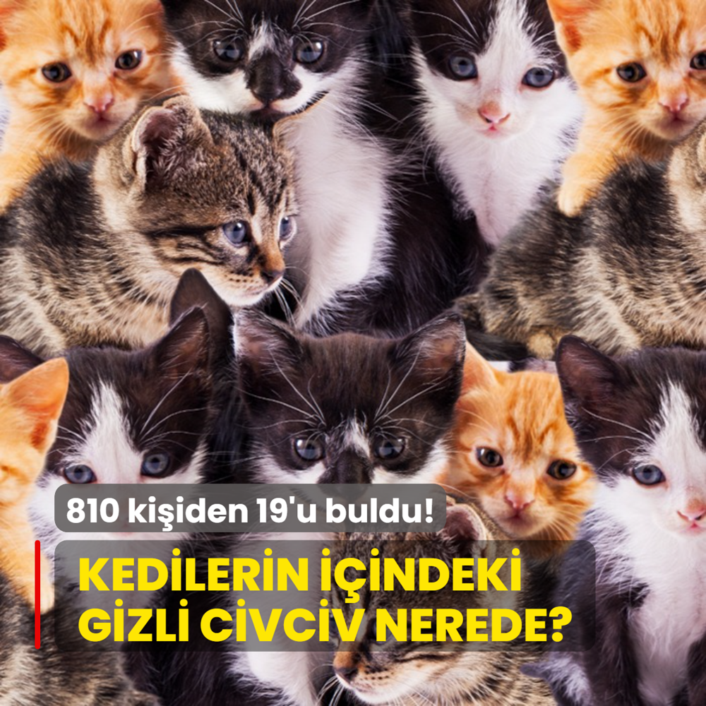 Zeka testi: Yavru kedilerin iinde kalan gizli civciv nerede? 810 kiiden 19'u baarl oldu